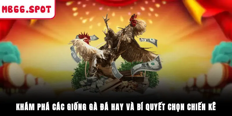 Khám Phá Các Giống Gà Đá Hay Và Bí Quyết Chọn Chiến Kê