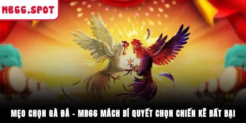 Mẹo Chọn Gà Đá – MB66 Mách Bí Quyết Chọn Chiến Kê Bất Bại